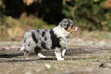 BERGER AUSTRALIEN PUPPIES 161